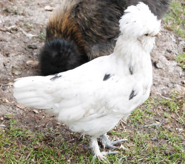 Smooth sizzle pullet - 1st generation