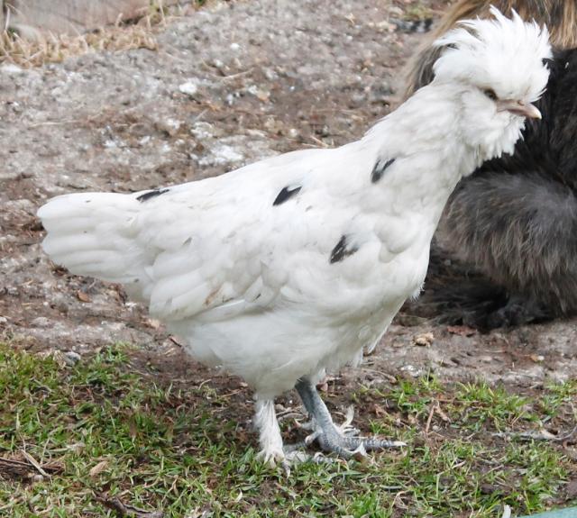 Smooth sizzle pullet - 1st generation
