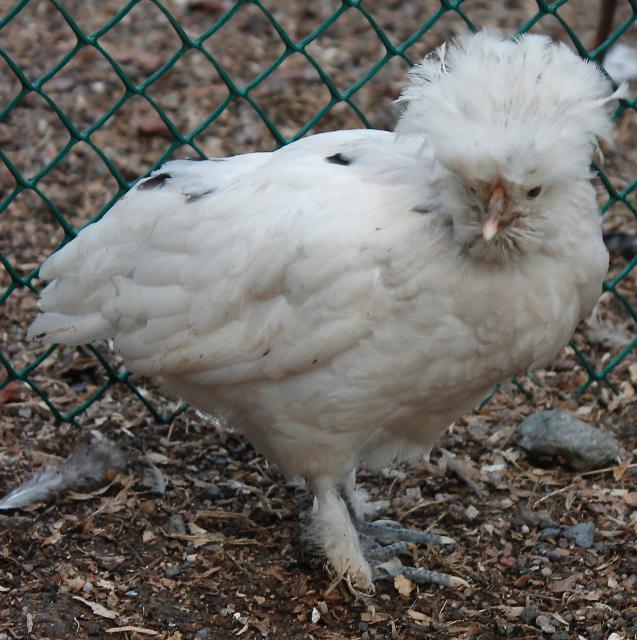 Smooth Sizzle pullet- 7 weeks