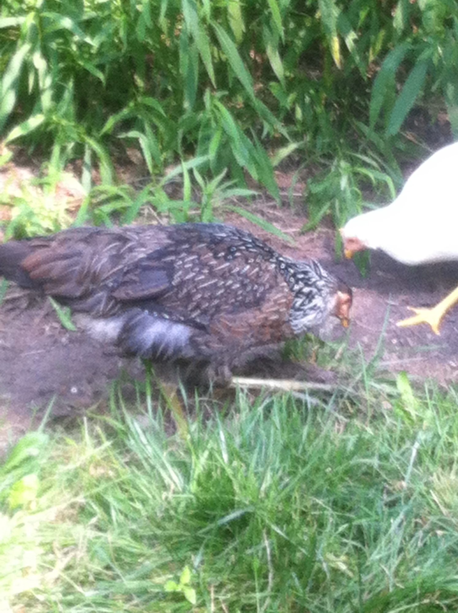 smore, our first EE layer. She tends to quack like a duck most of time. 1 of our leghorns next to her.