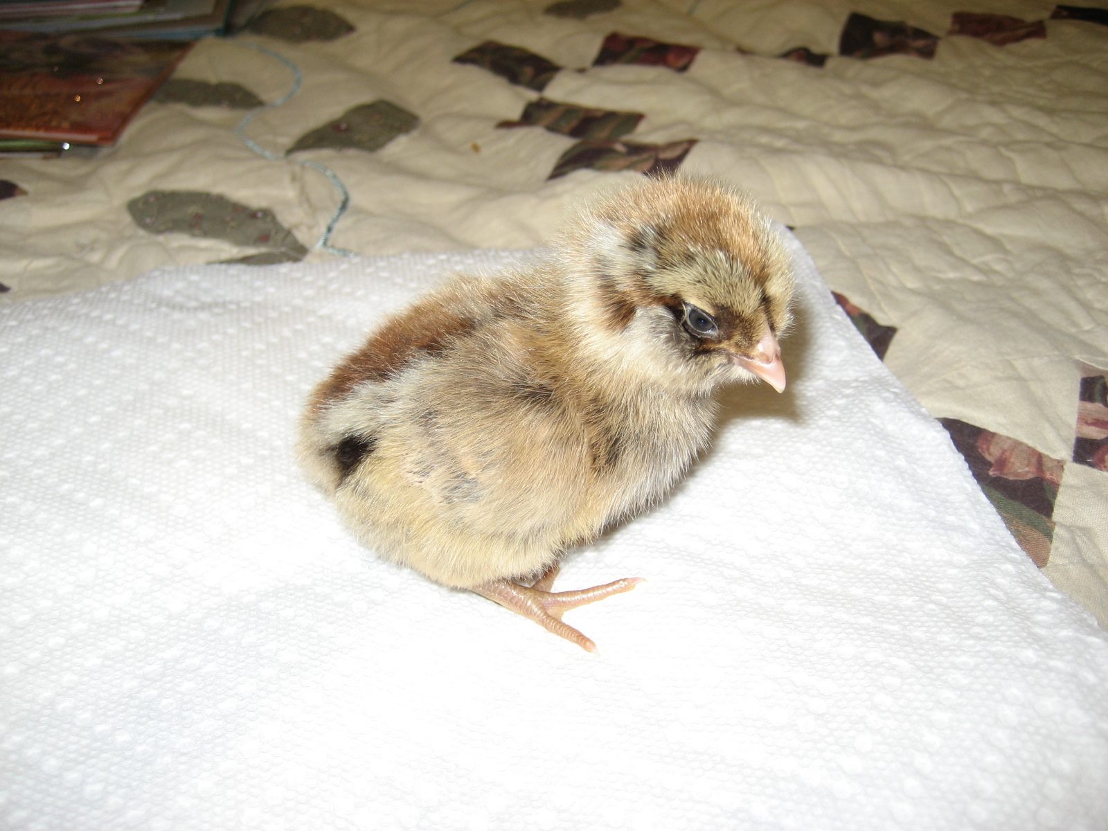 S'mores - Ameraucana