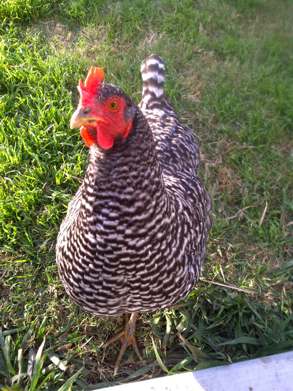 Smudge... soooo beautiful and curious.  Just so happens that this pic was taken the day before she gave her first egg.  Awwwww....