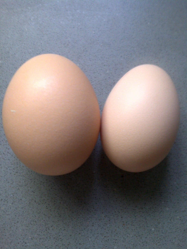 Smudge's first egg is on the right!  weeny but it's a great start!