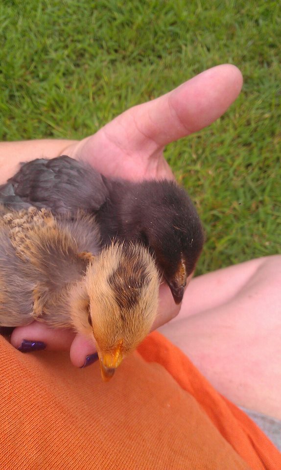 Smut/crow and Stupid chicken