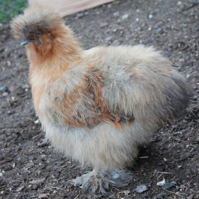 Smutty Buff or Buff Partridge pullet - 17 weeks
