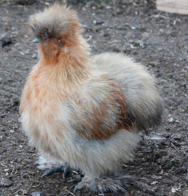 Smutty Buff or Buff Partridge pullet - 17 weeks