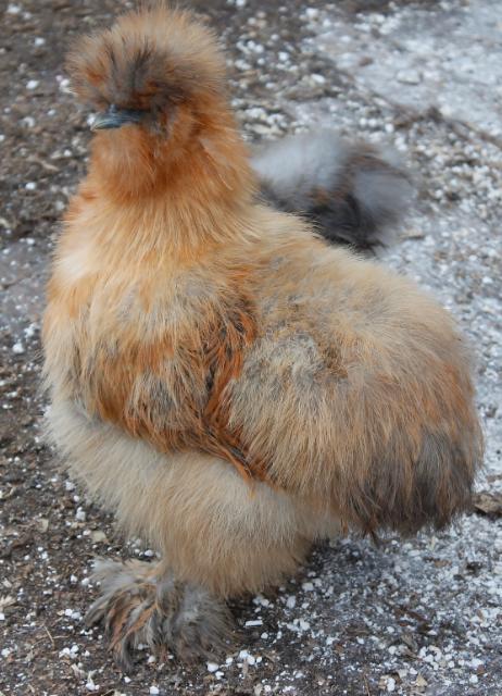 Smutty Buff or Buff Partridge pullet - 17 weeks