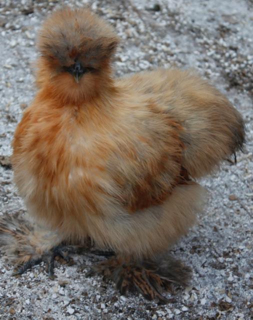 Smutty Buff or Buff Partridge pullet - 17 weeks