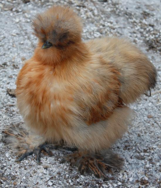 Smutty Buff or Buff Partridge pullet - 17 weeks