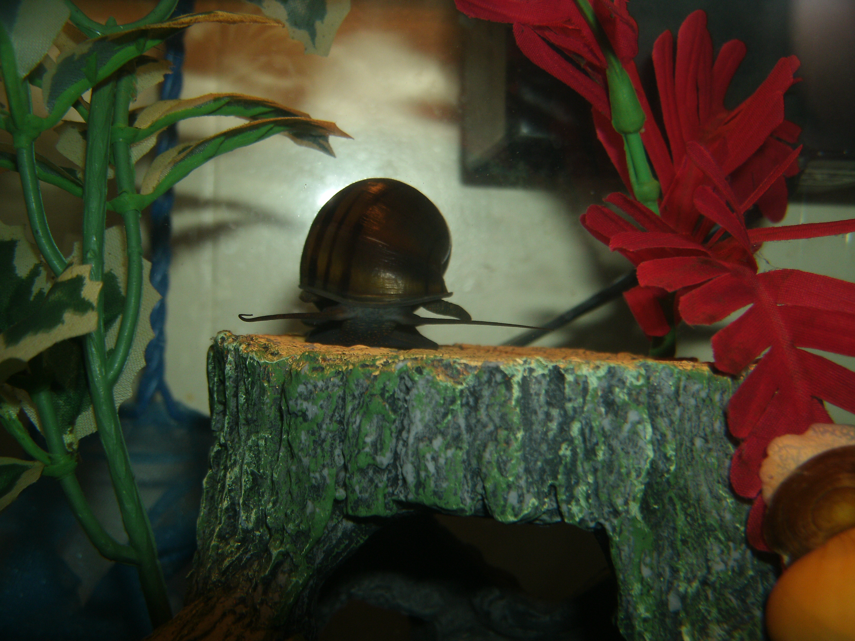 Snails