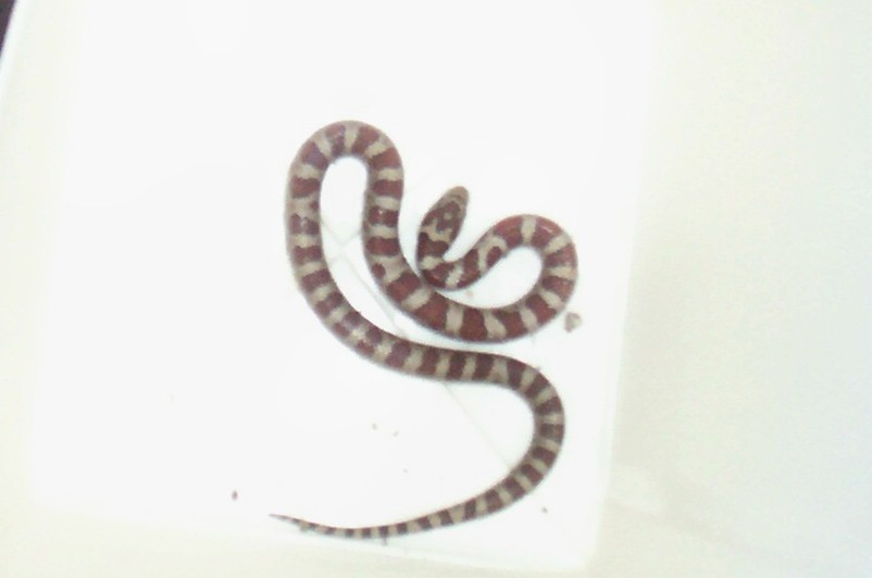 snake 1