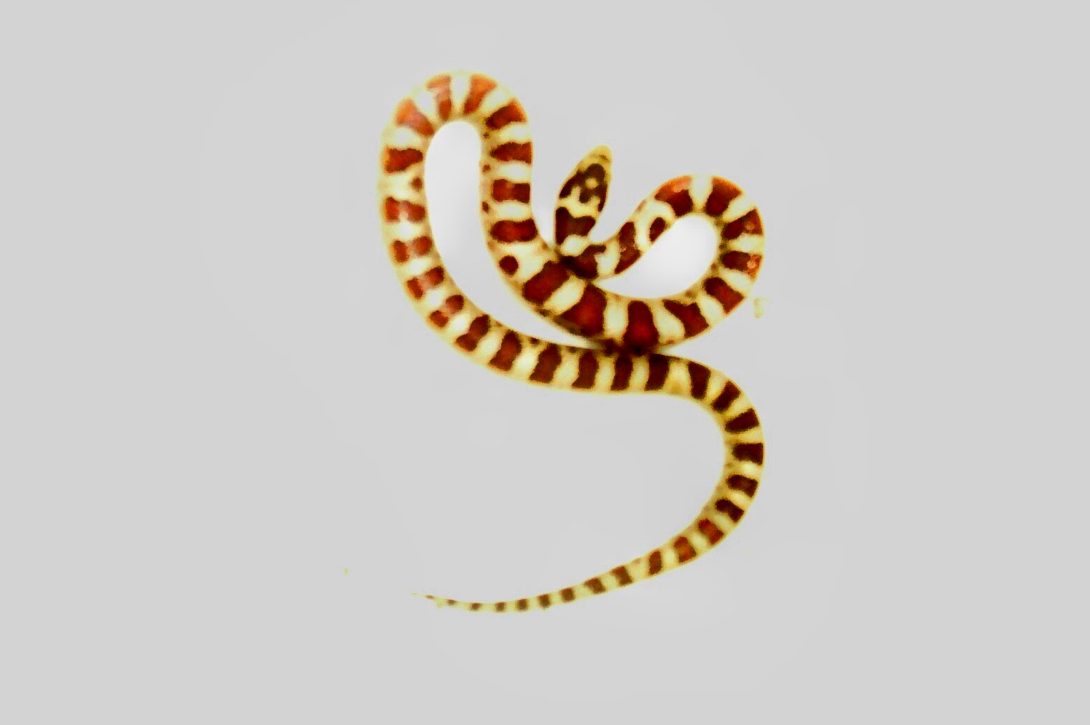 snake 3