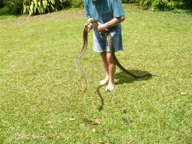 snake caught in coop, number 12 for the year