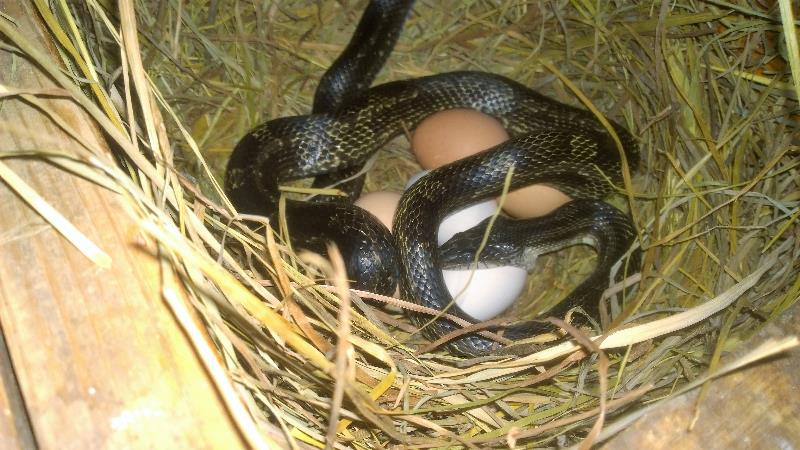 SnakeEggs
