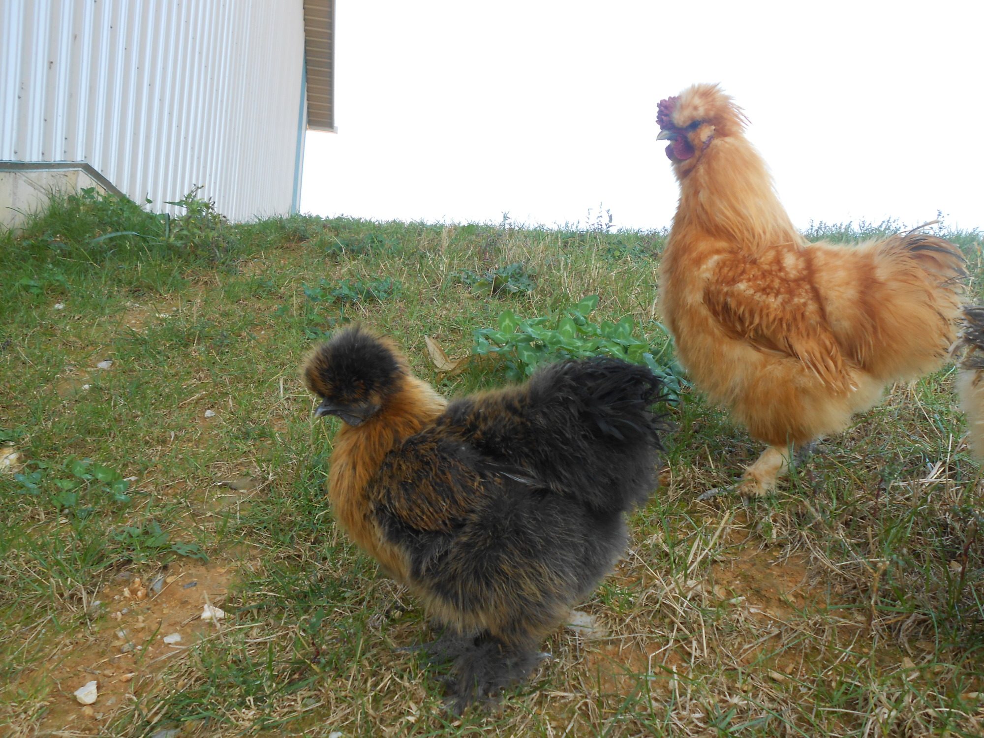 Snaps, the quick-to-defend rooster &
Selena, the explorer