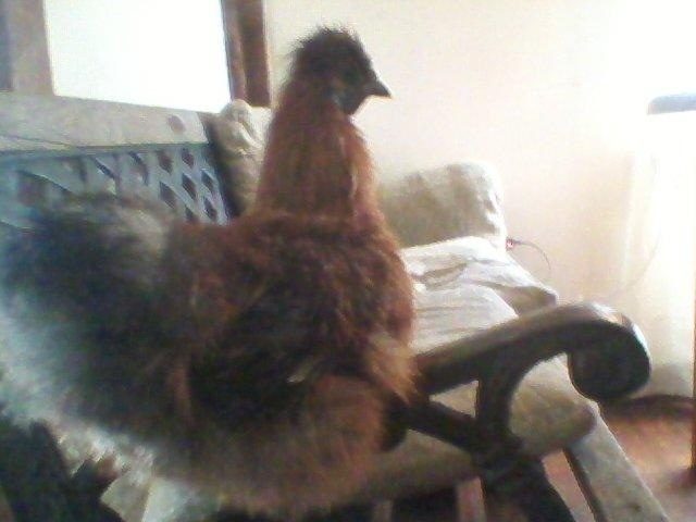 Snickers a silkie bantam cockerel (partridge)