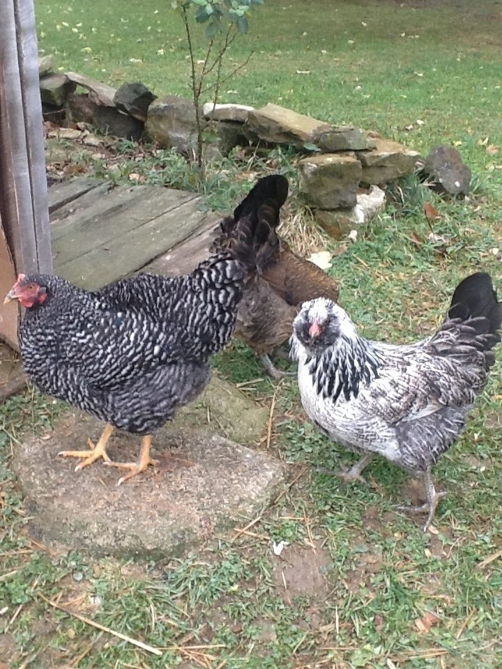Snickers and Bertha. Bertha is our most cuddly chicken!