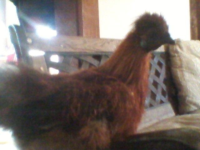 Snickers up close an personal