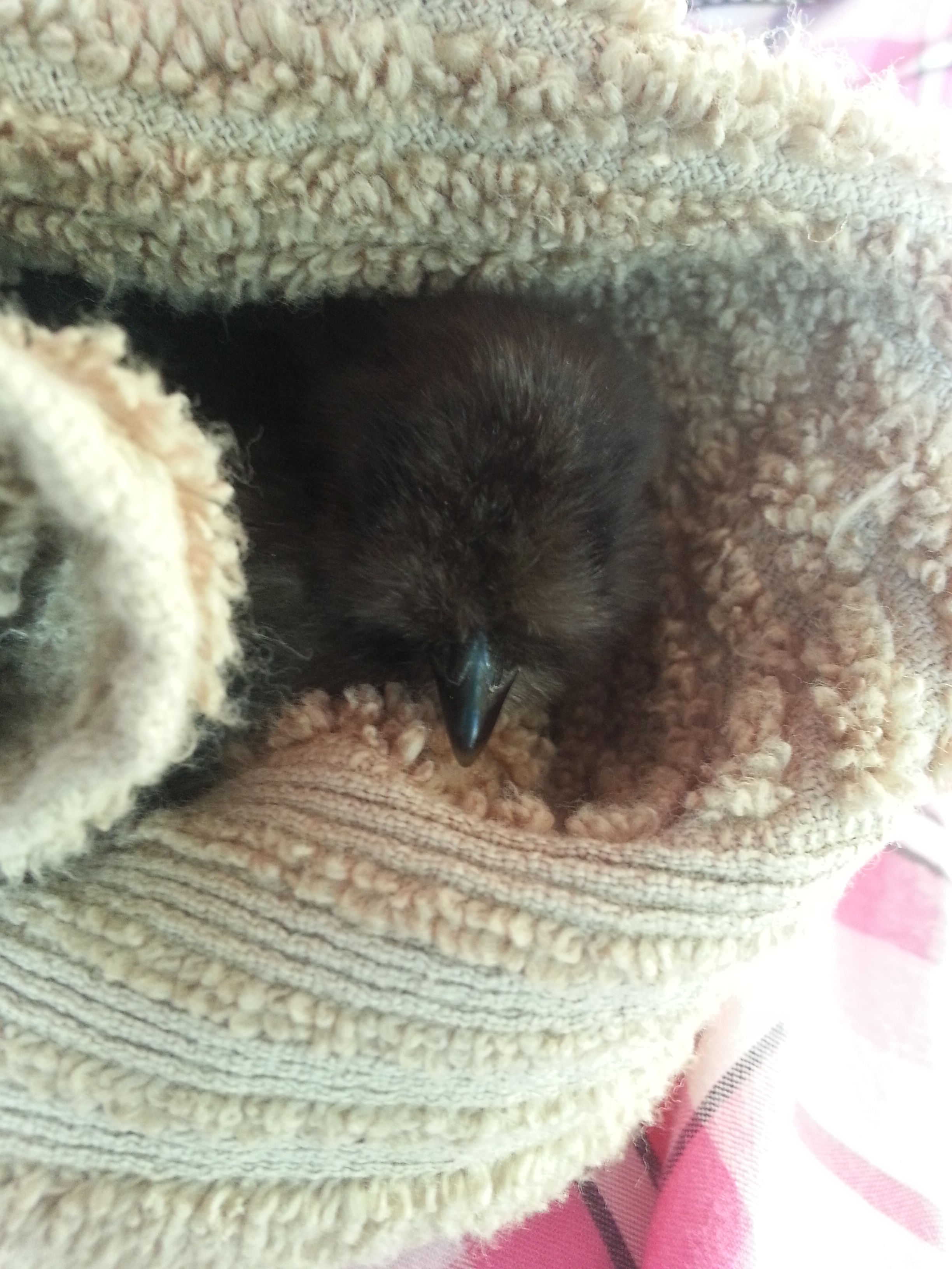 Snoodled up silkie after a butt cleaning!