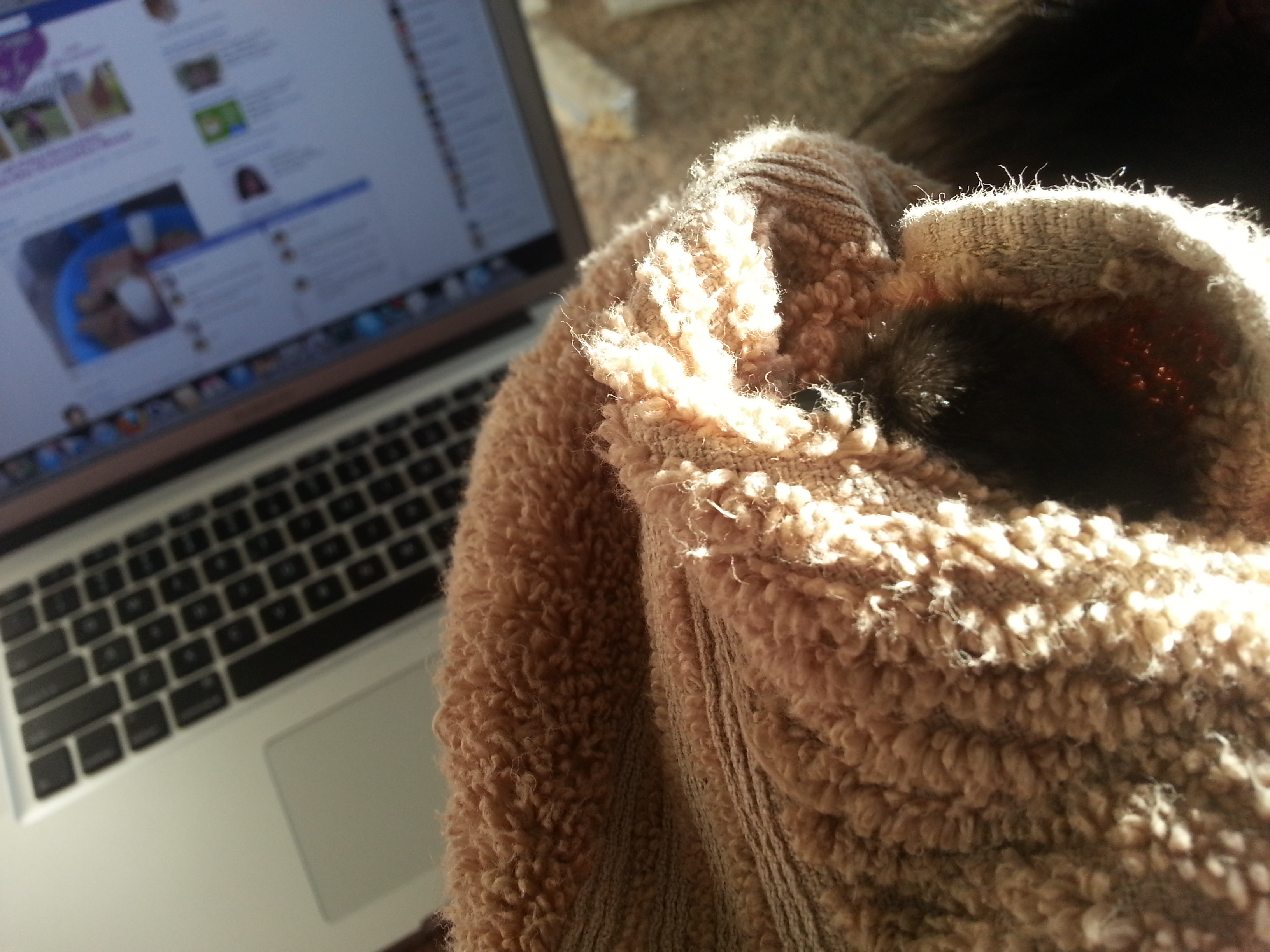 Snoodled up silkie after a butt cleaning!