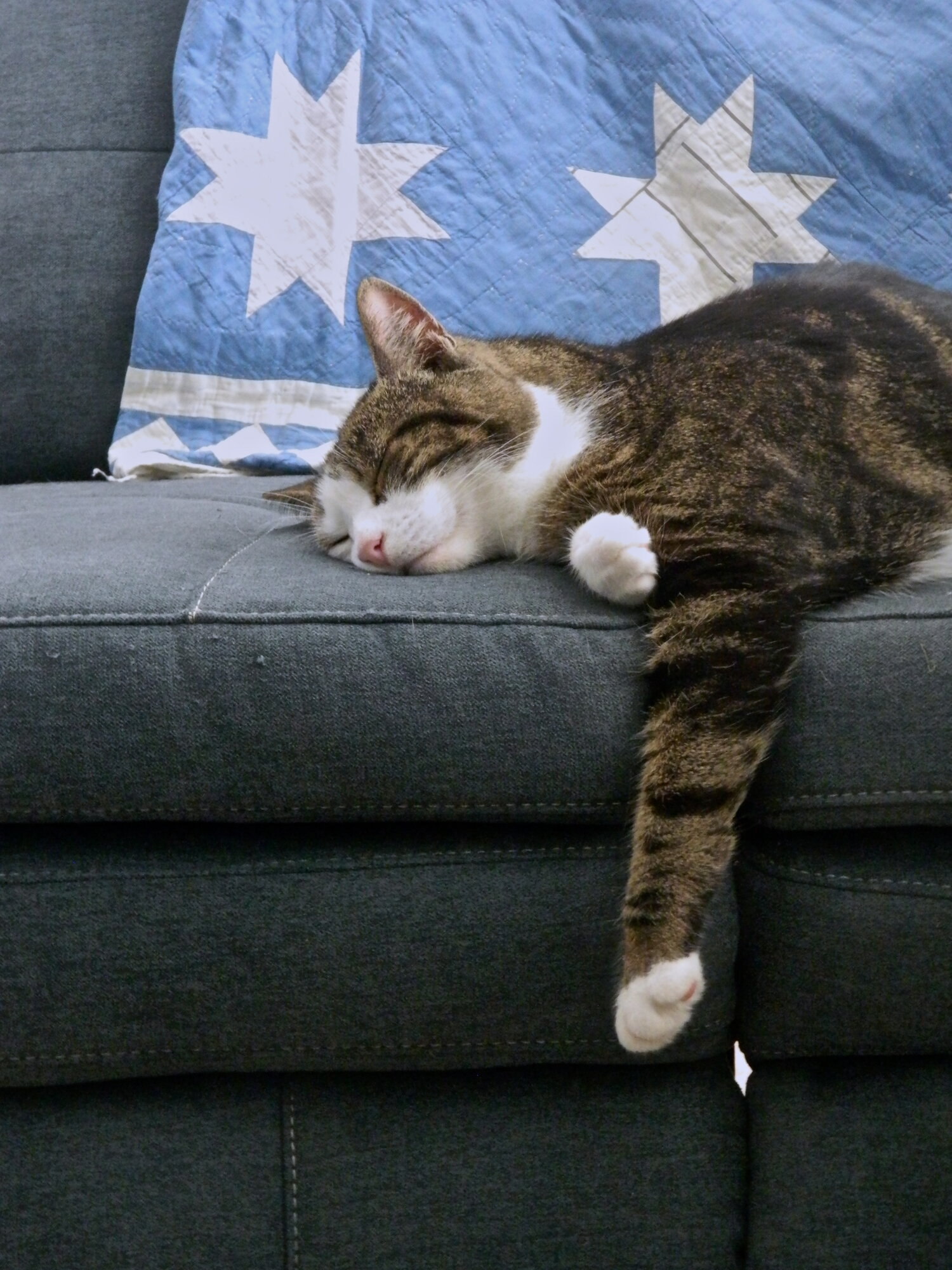Snoozing cat