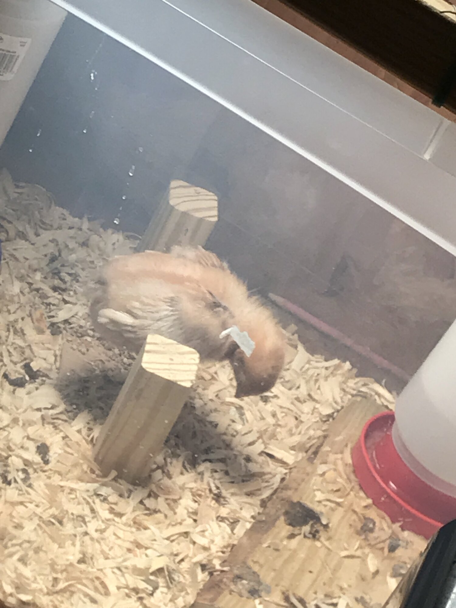 Snoozing