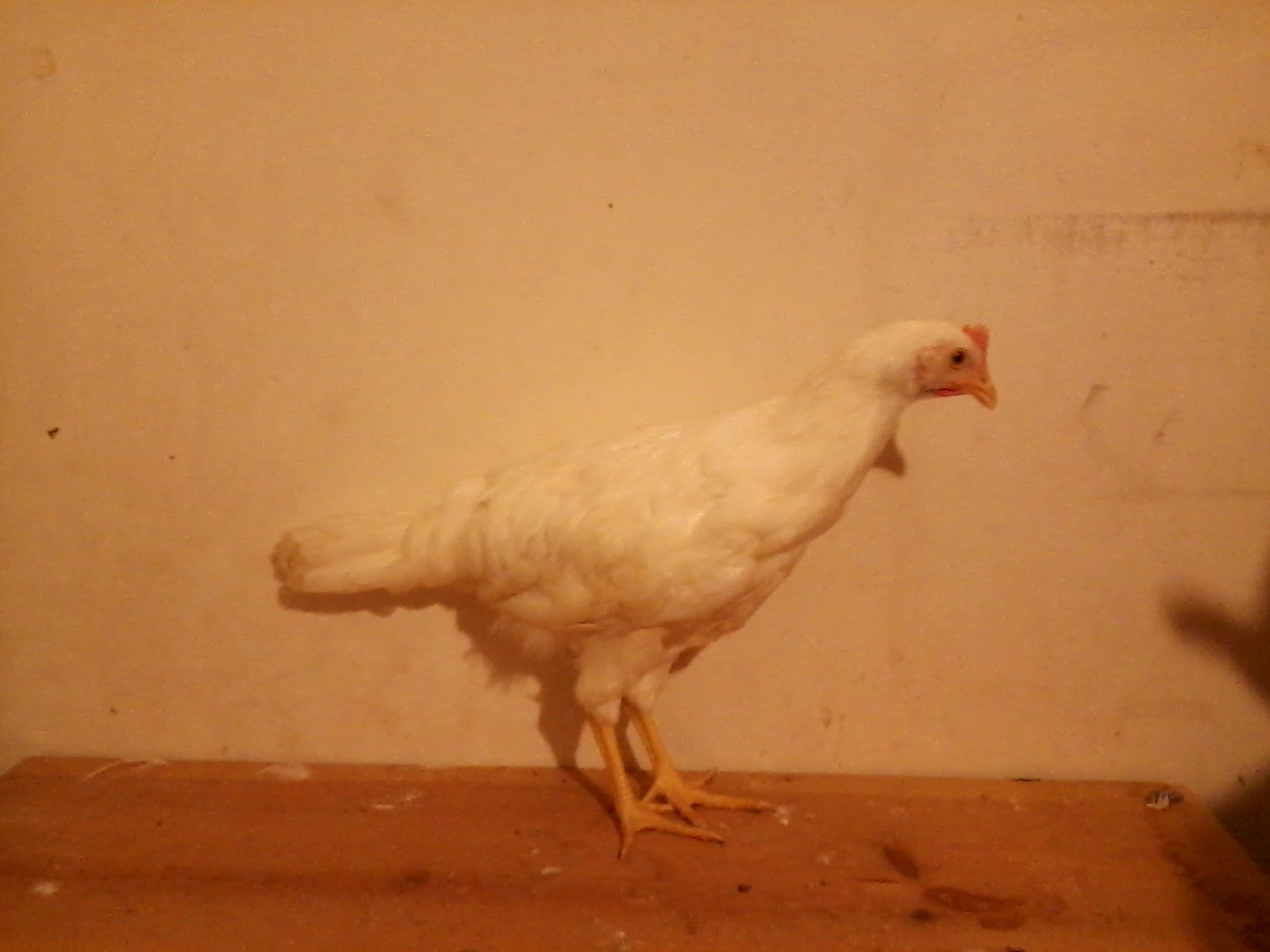 Snow, a White Leghorn pullet approximately 9 weeks old.
