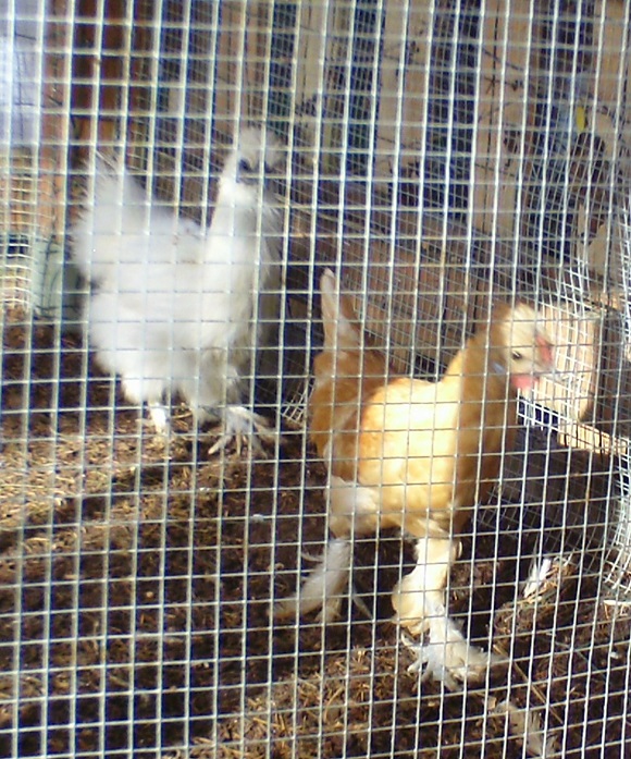 Snow Ball - PB Silky Banty -Pullet

Scotty - Sultan/Silky - Banty - Cockerel