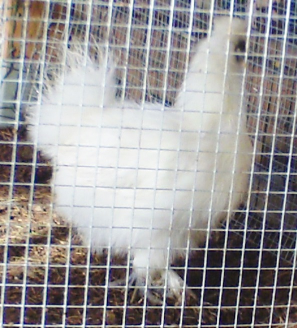 Snow Ball - PB Silky Banty -Pullet