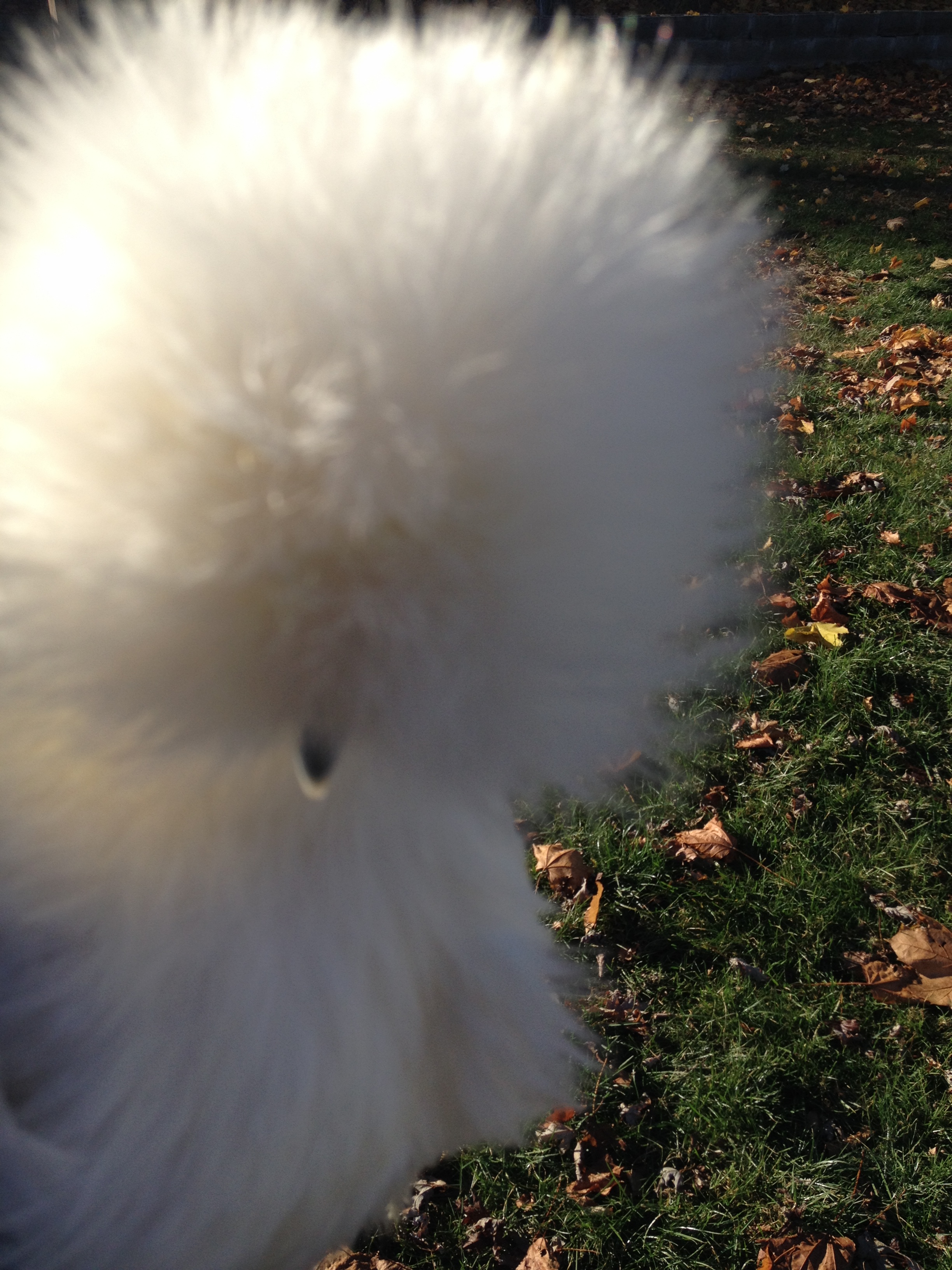 Snow Ball