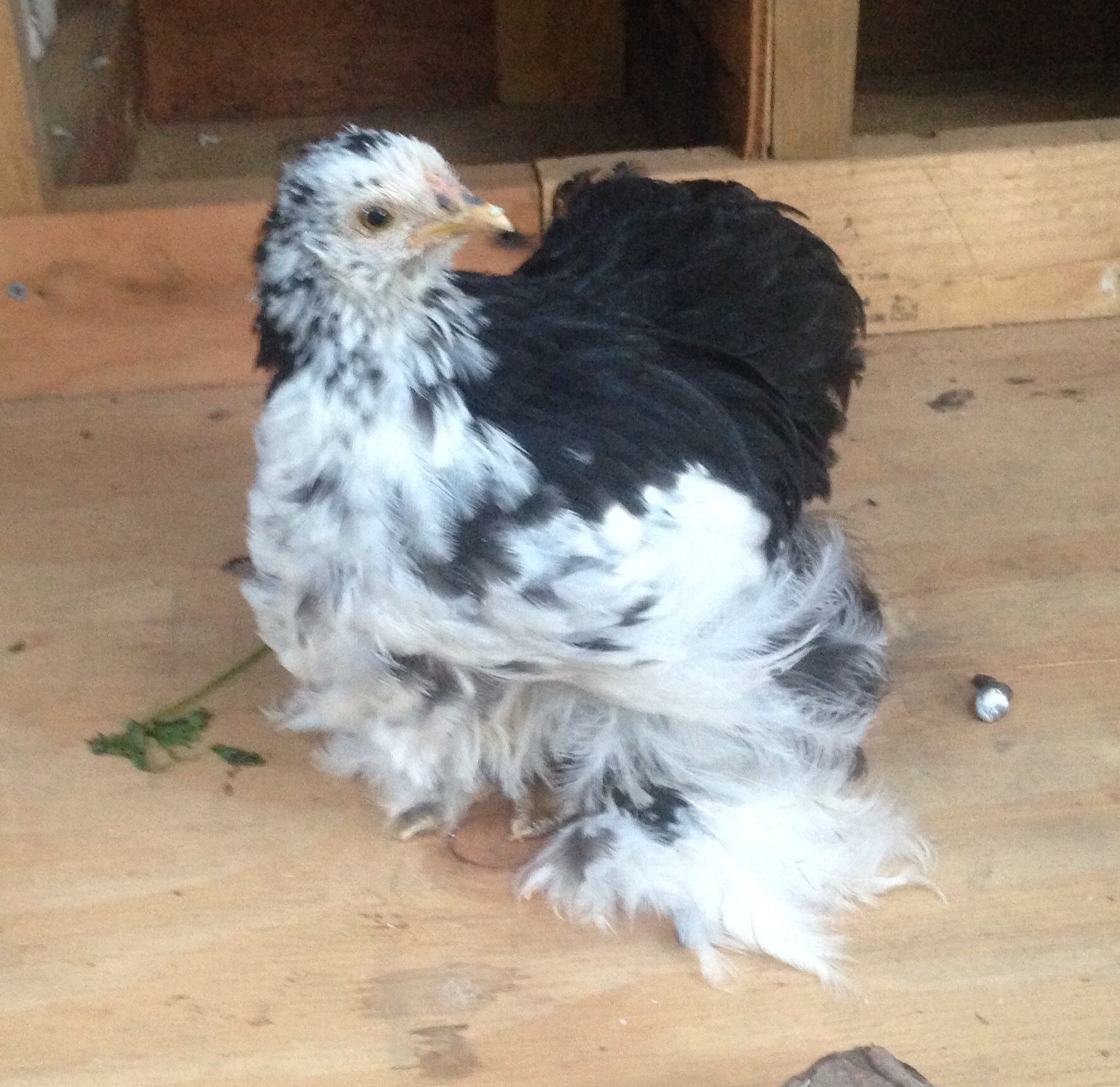 Snow Bell- Bantam Cochin about 5 weeks old