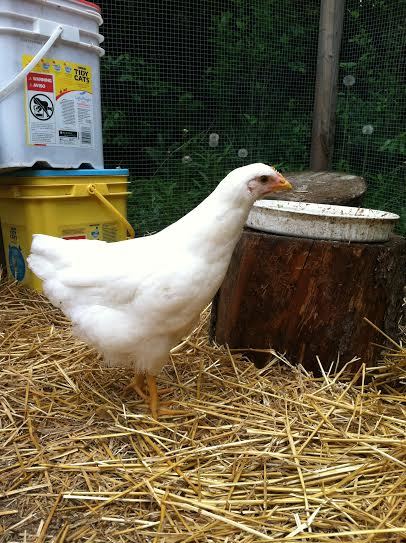 Snow checking out the big girls feed