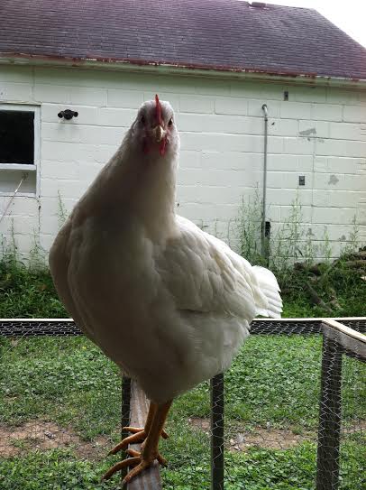 Snow chicken!