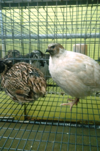 Snow Manchurian  vs.  Barred Italian - color patterns