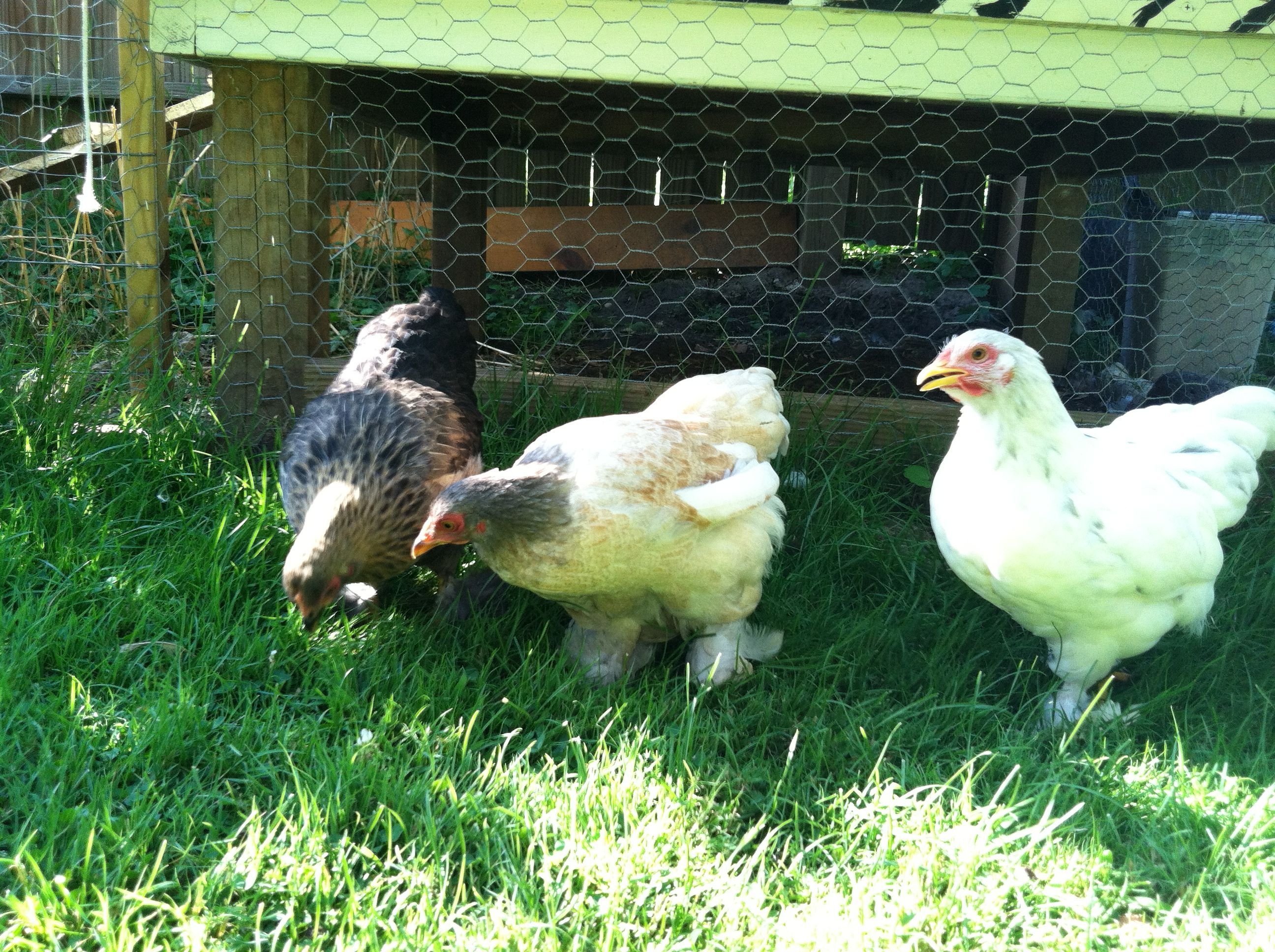 snow, mavis, and fern