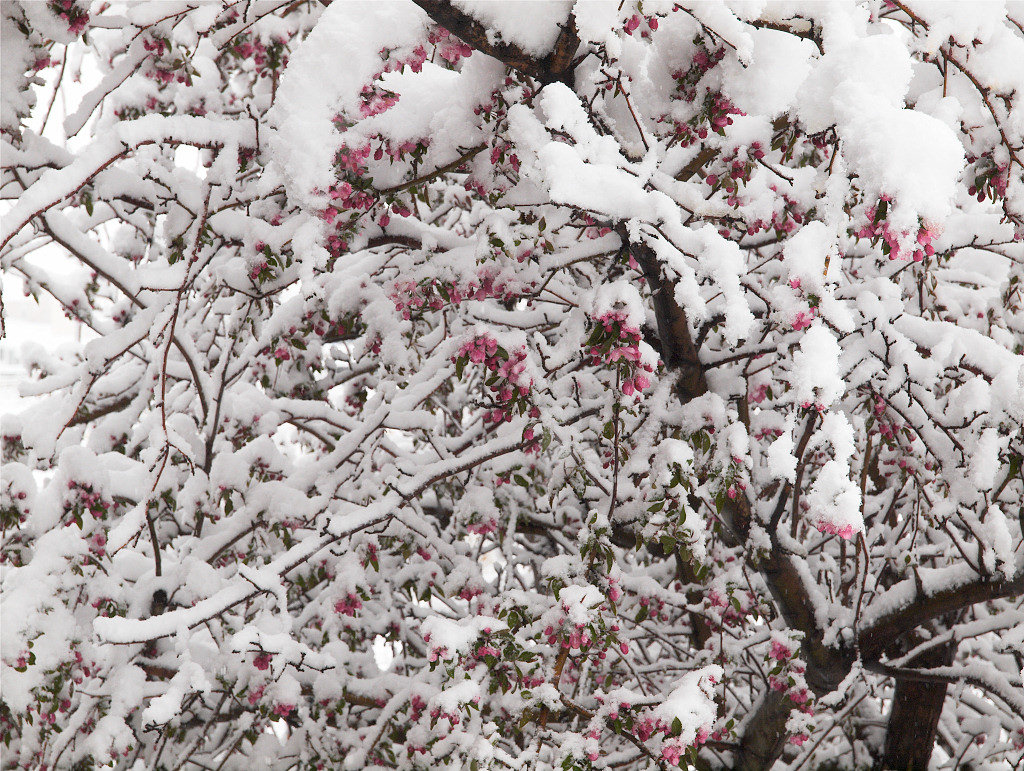 Snow on crabapple tree 4/26/2016