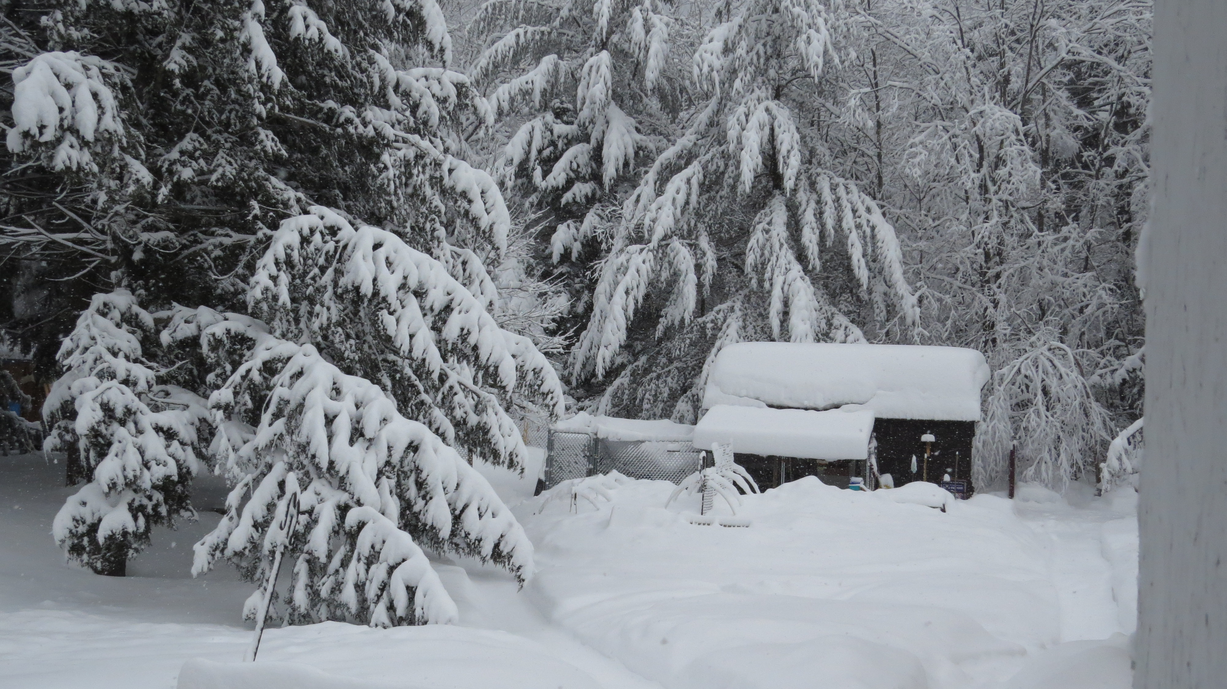 Snow storm from 3/13/14.  This is where my Sebbies live along with 2 Pekin Ducks.  What you can see is the 12x20 foot chain link enclosure.  Behind the tree bough's, you will find the rest of their 12x20 ft enclosure!  Any offers to blow the snow for free!