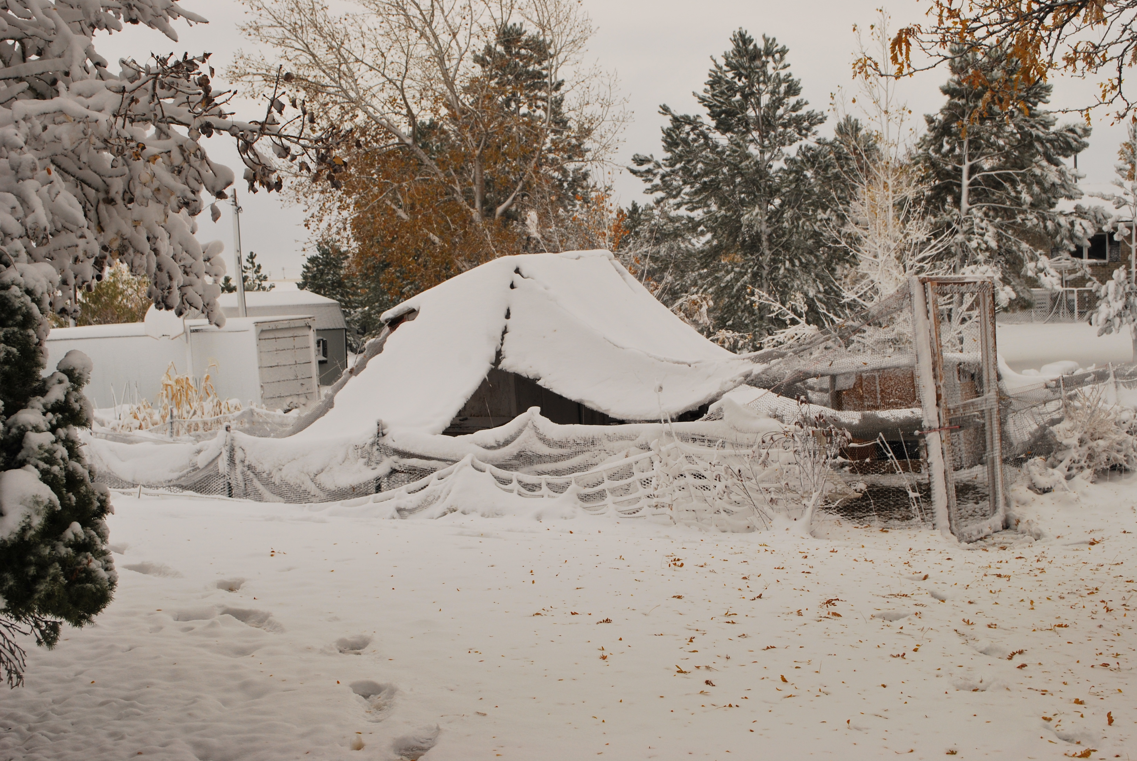 Snow Tent! The bird netting held the snow really well and collapsed in many places.
