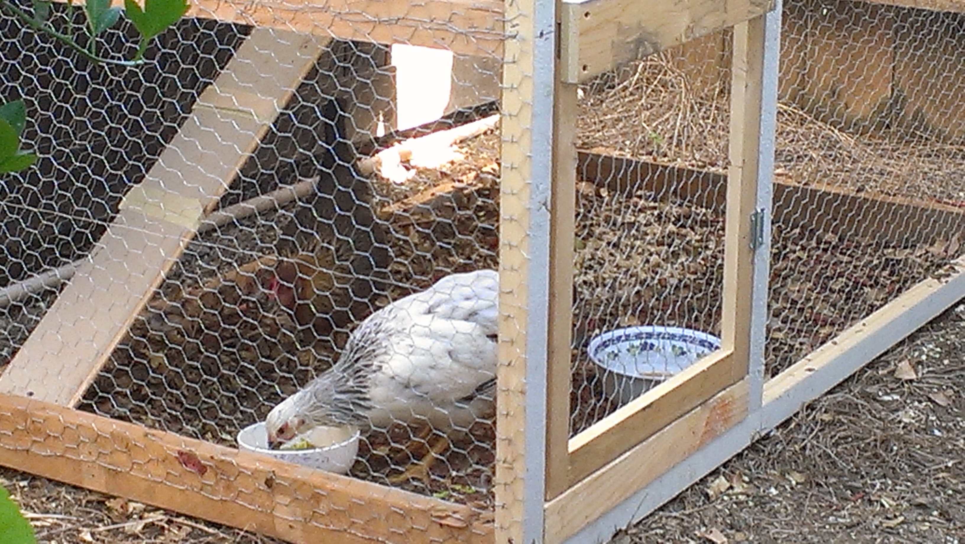 Snow White and Brownie eating. 

I am trying to train them to stay in their coop for a week so they know to go there each night. Then slowly introduce them to my small side yard. They are both very shy right now. Snow White wasn't at first but now she is following Brownie and so they are not used to me yet. :(