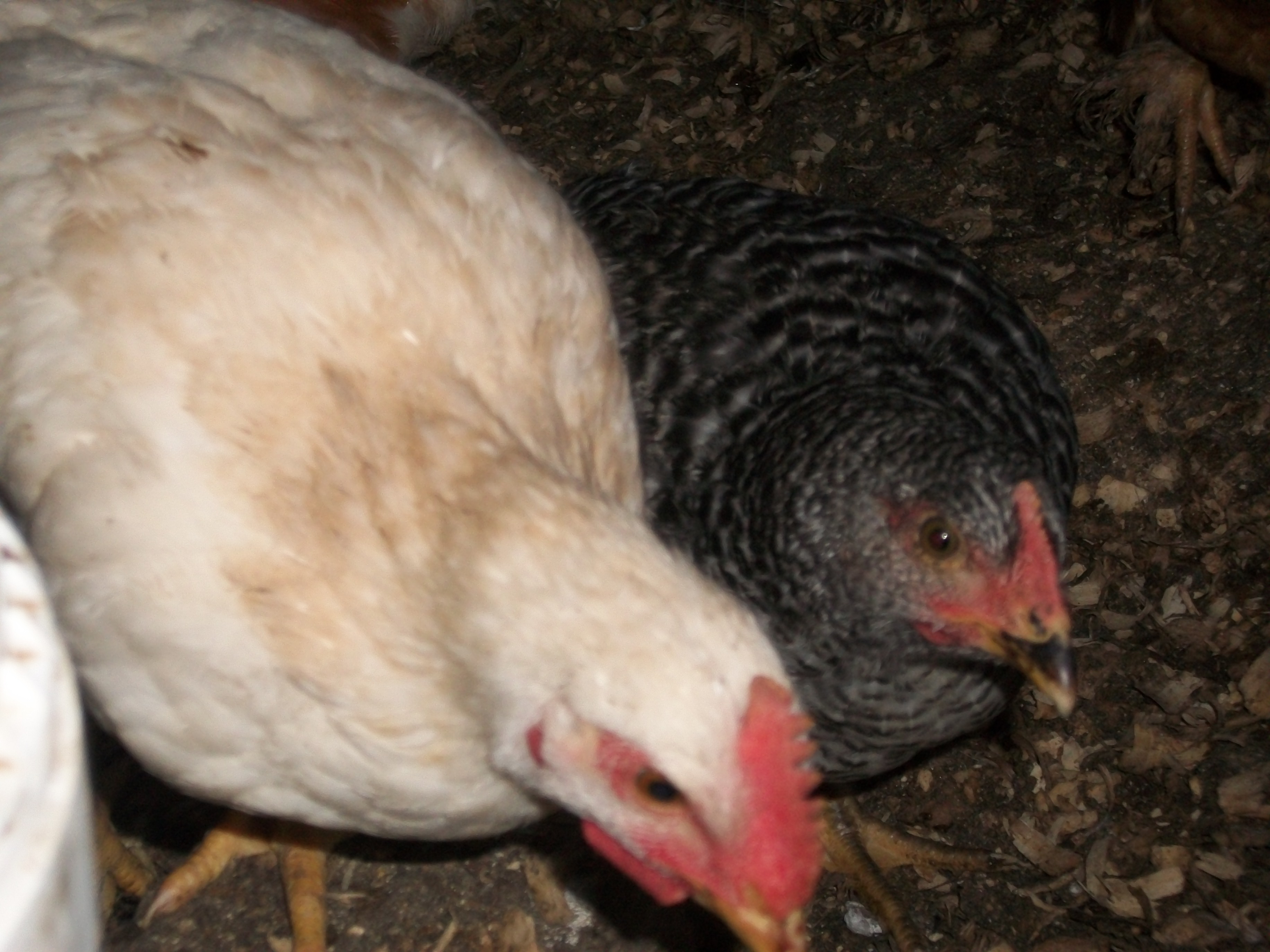 Snow white and Stripes