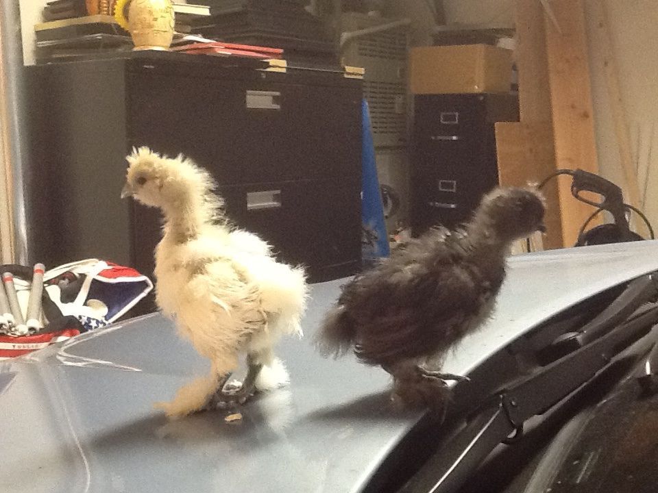 Snow White with Black Beauty