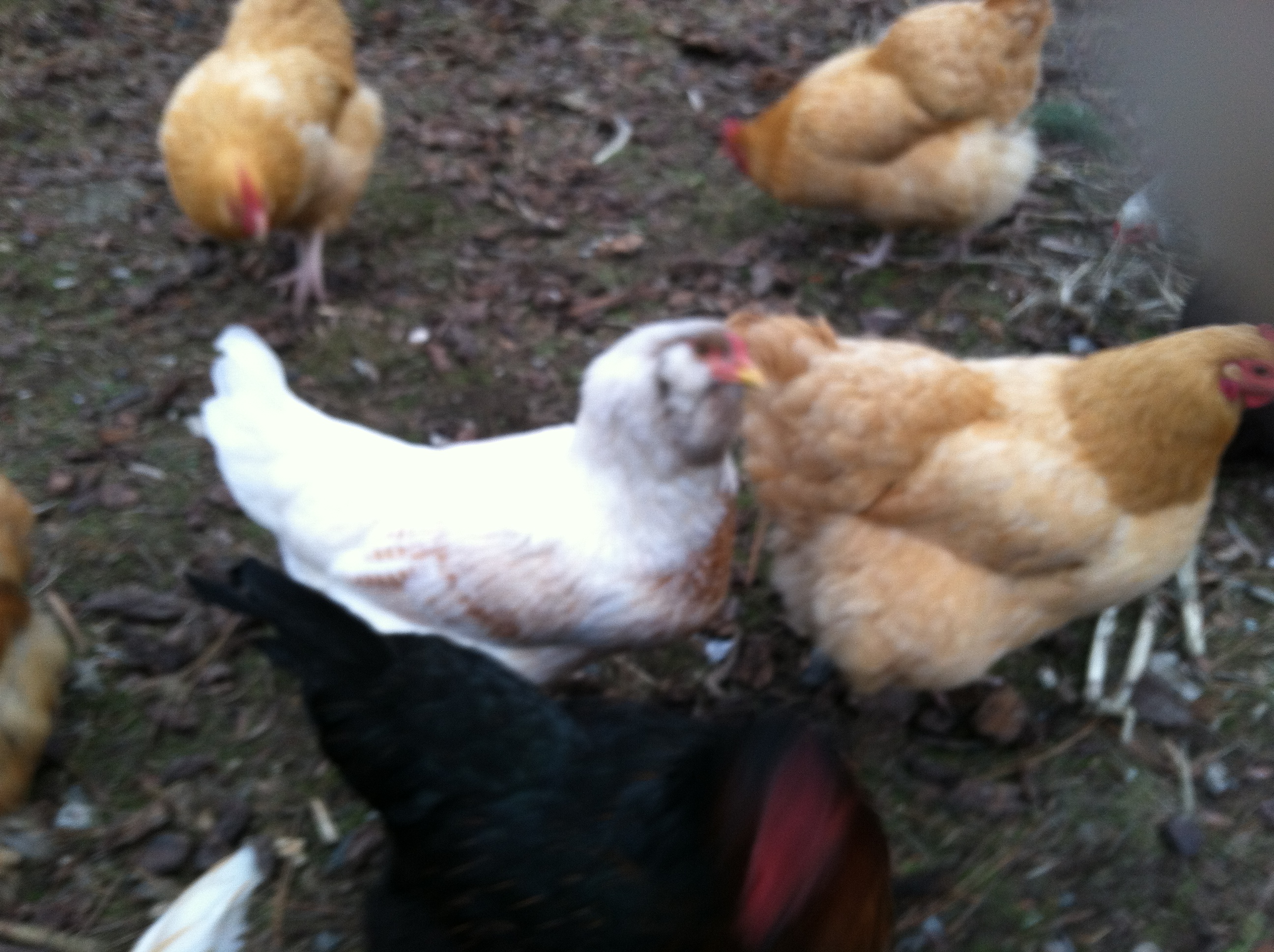 Snow White with BOs and Red