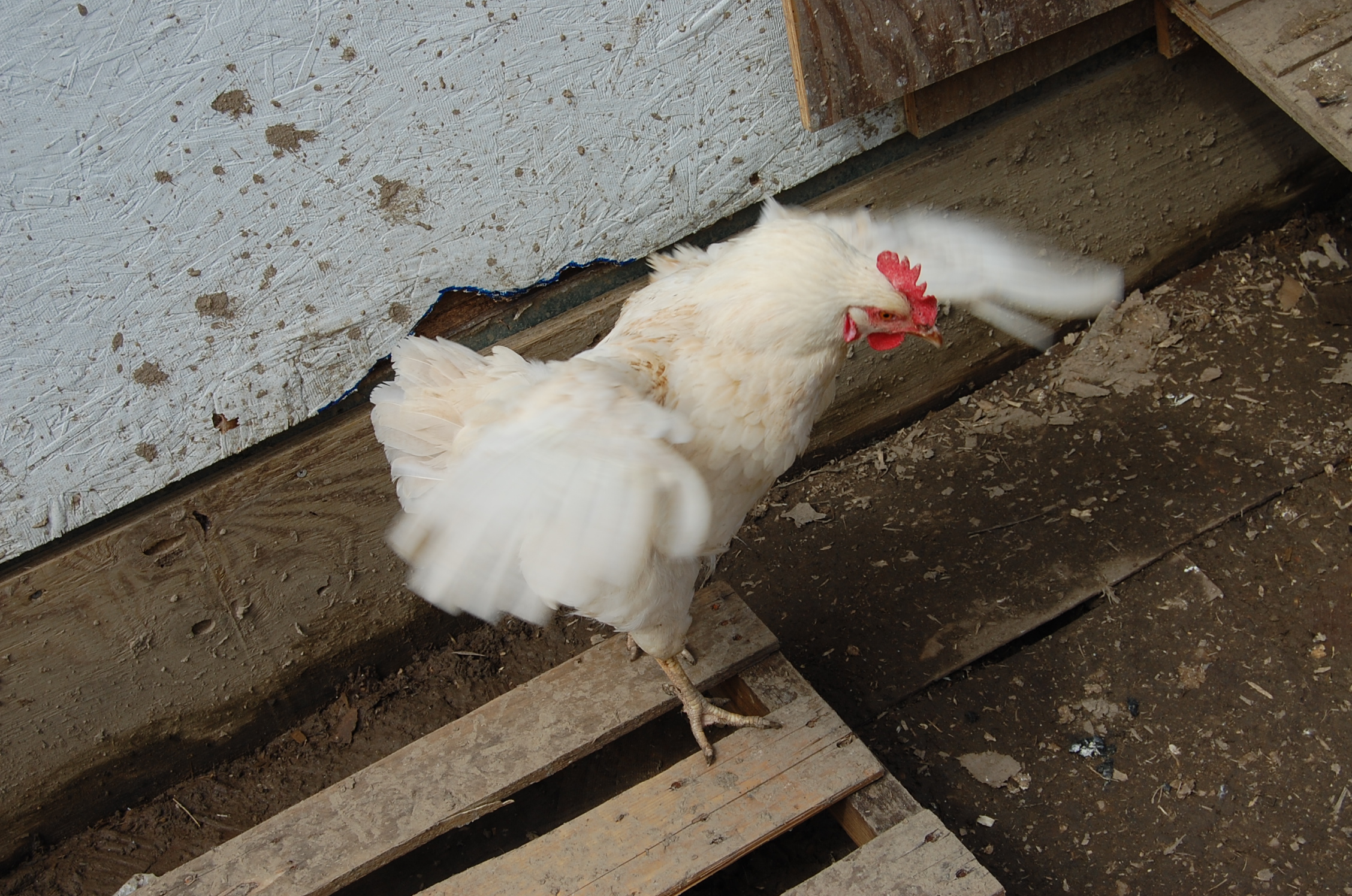 Snowball does the morning stretch
