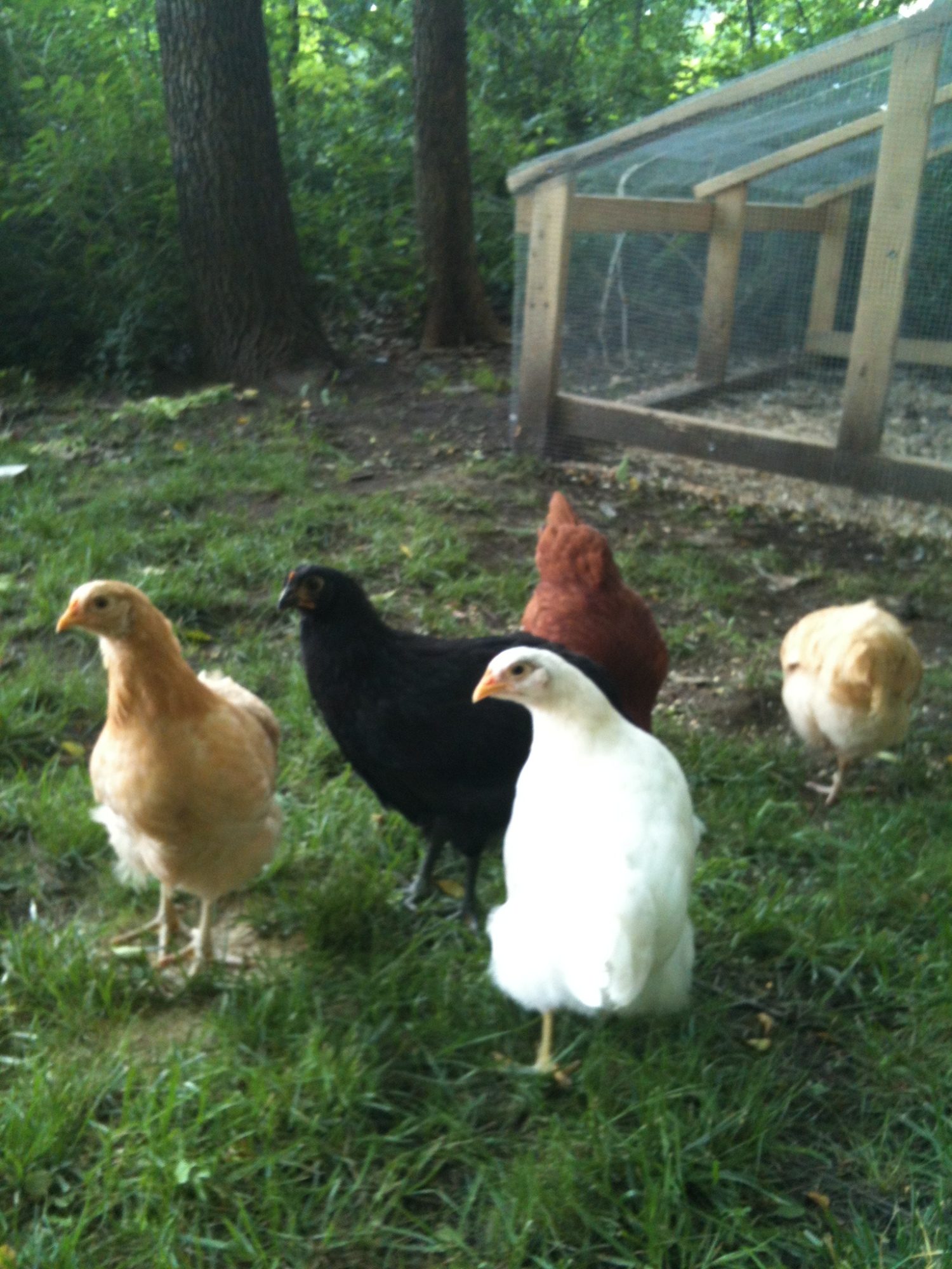 Snowball, Ostrich [the black JG] , Marshmallow on the left, Toasted Zebra [formally known as Steve]on the right, and Mustard the buff orp