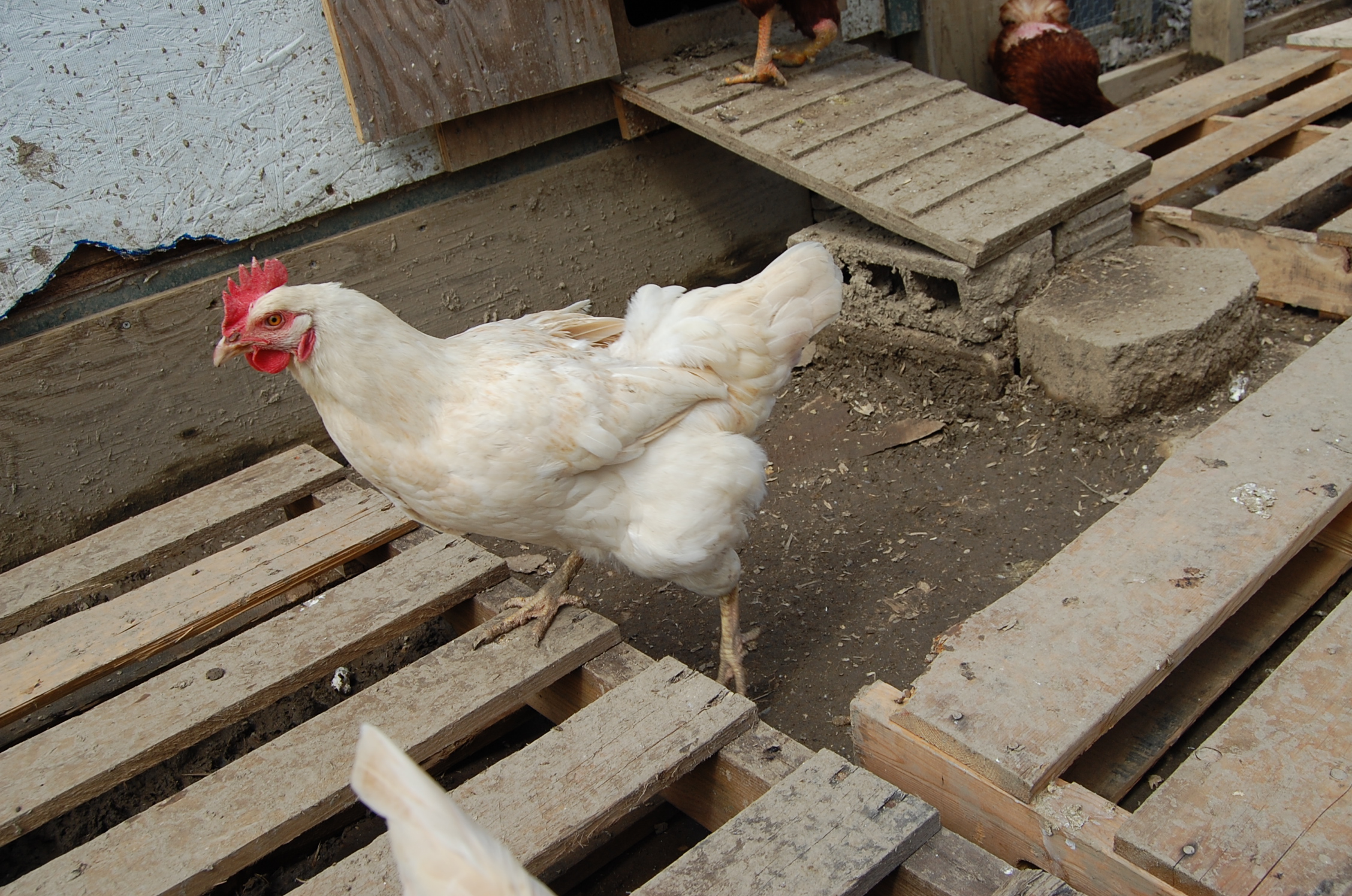 Snowball the Amberlink