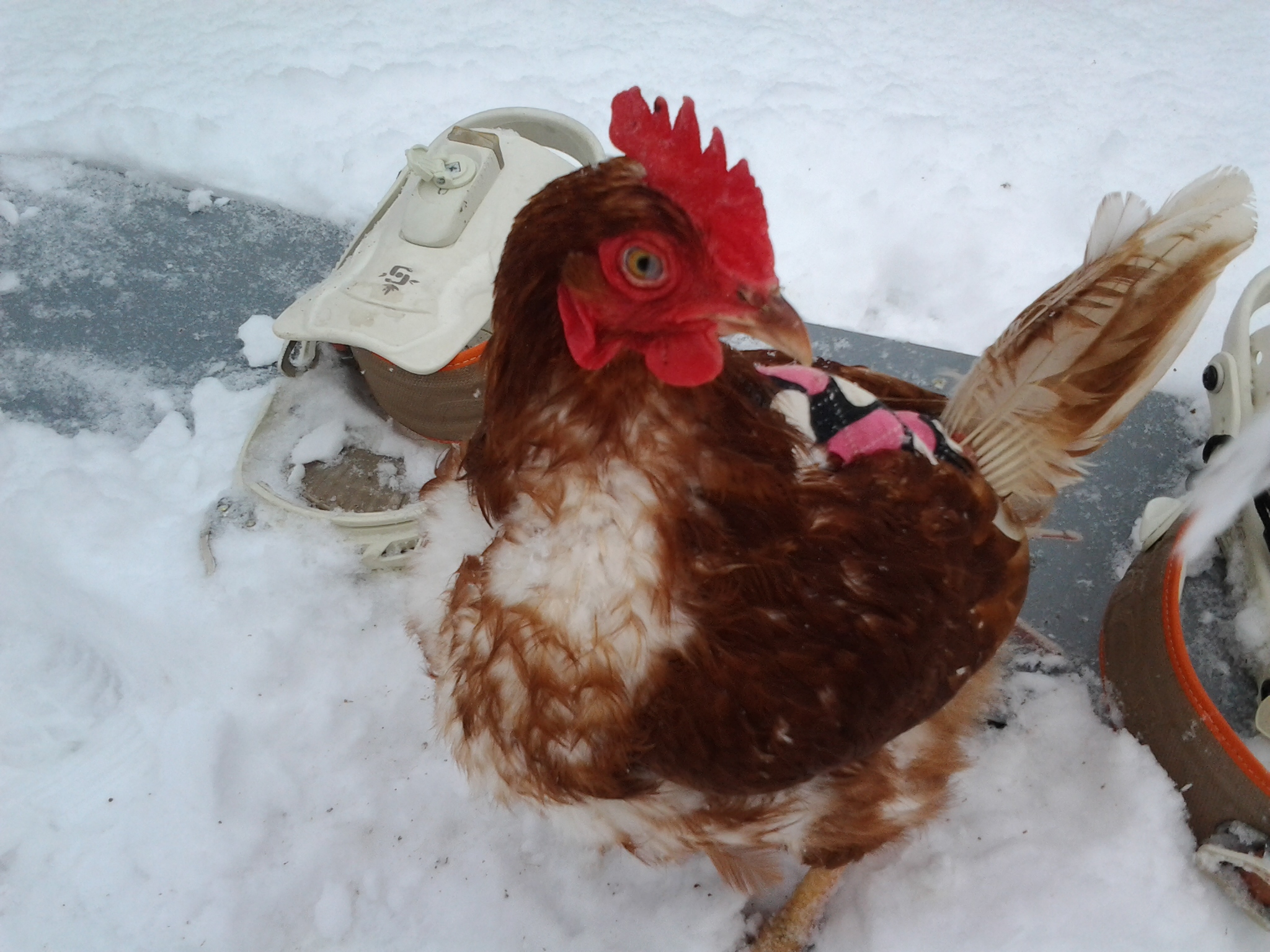 snowboarding chicken