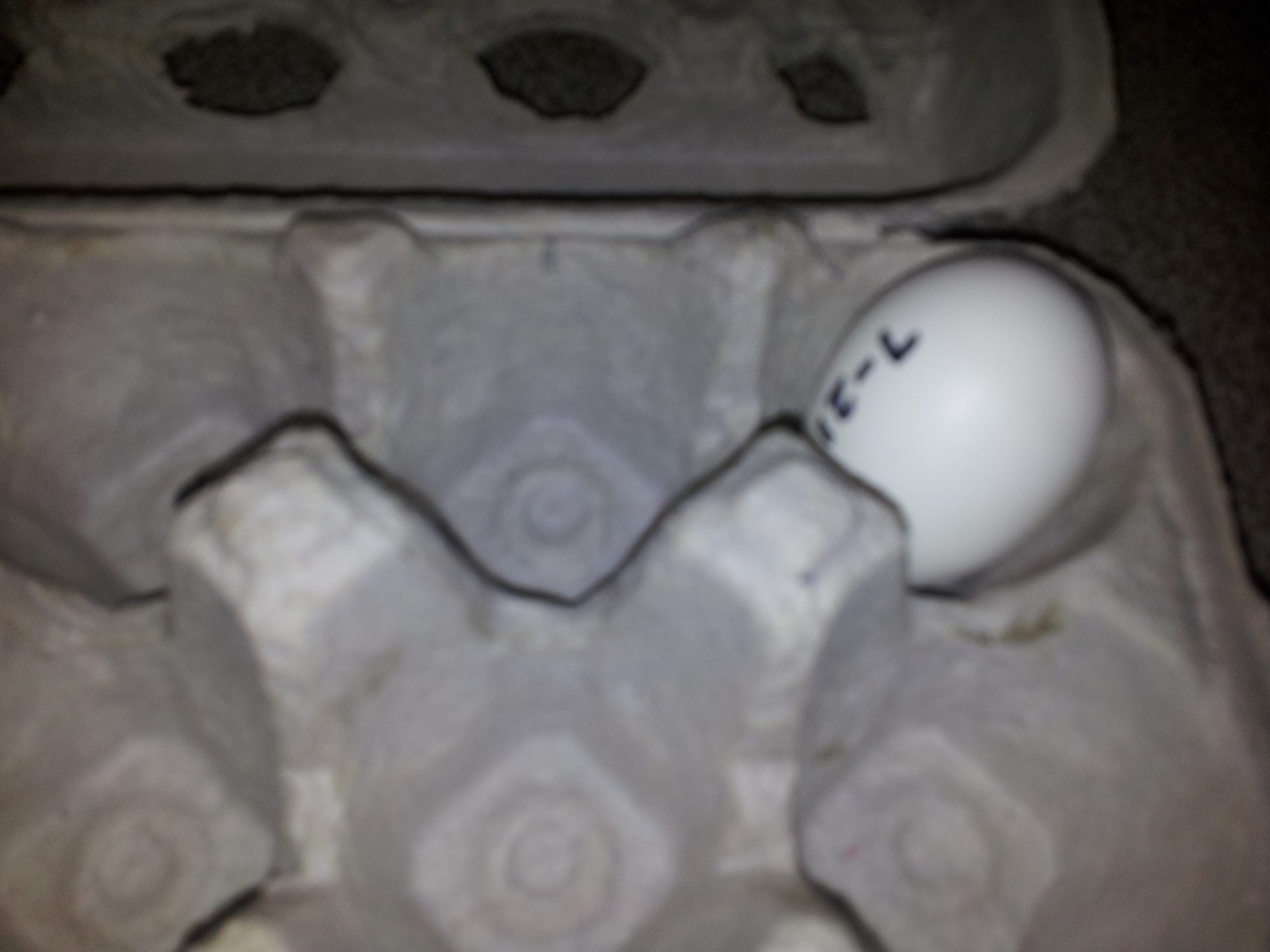 Snowdrops first egg 7-21-13.  She is 17 wks old on 7/22