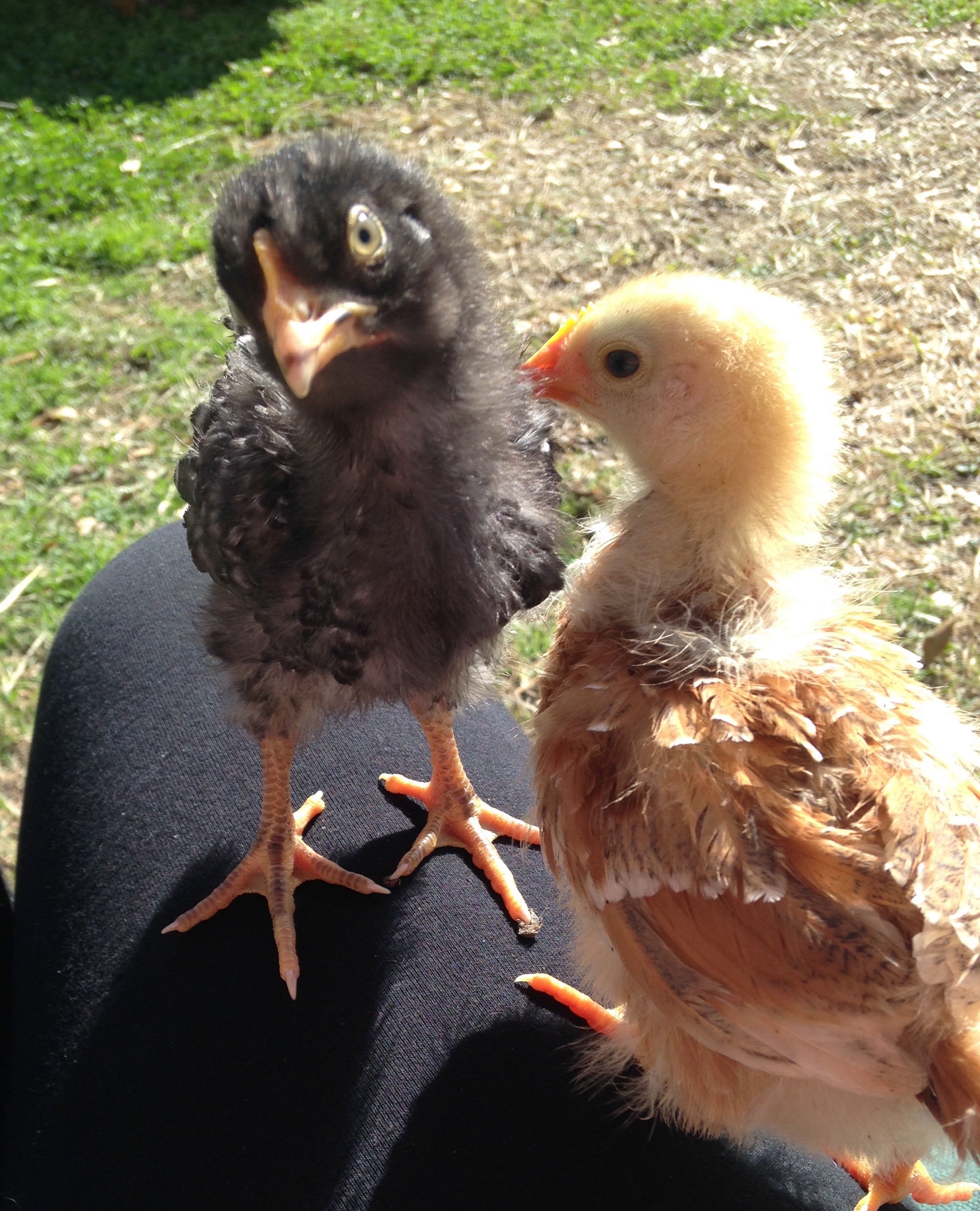 Snowflake and Goldie