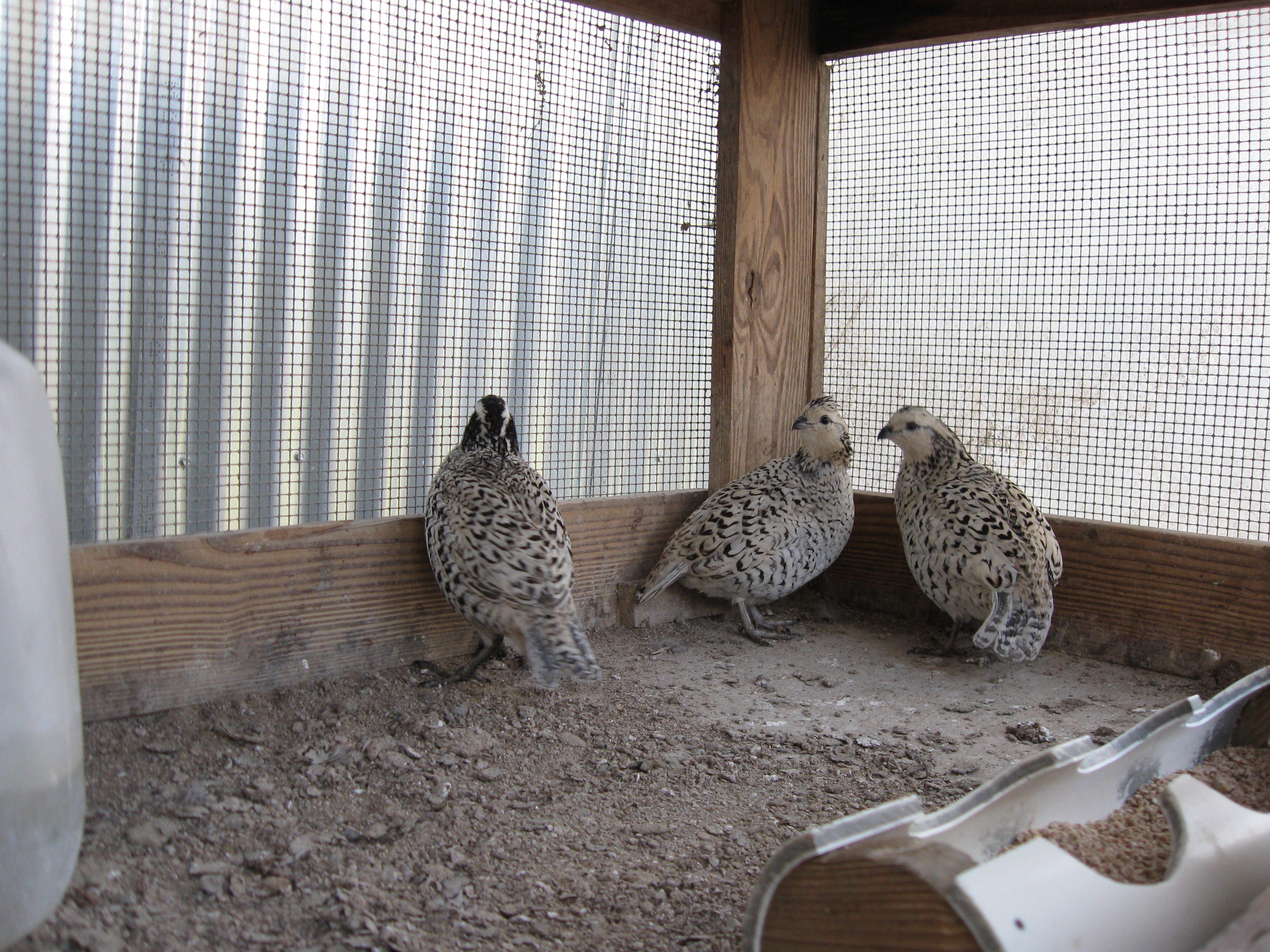 Snowflake Quail
