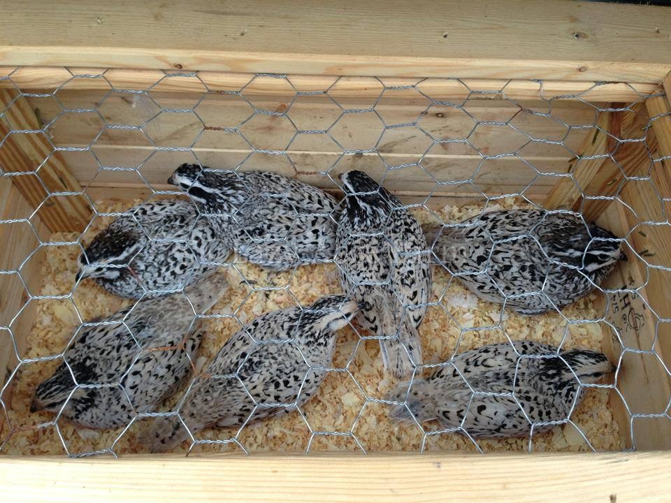Snowflake Quail